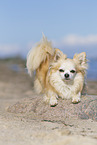 Chihuahua am Strand