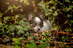 liegender Chihuahua Welpe