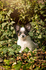 sitzender Chihuahua Welpe
