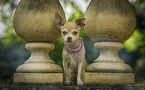 Chihuahua mit Halsband