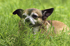 liegender Chihuahua