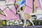 laufender Chihuahua Welpe