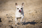 rennender Chihuahua
