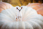 stehender Chihuahua