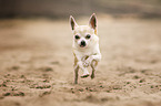 rennender Chihuahua