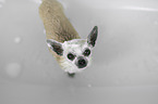 Chihuahua in einer Badewanne