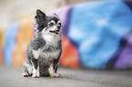 sitzender Chihuahua