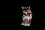 Chihuahua macht Mnnchen