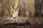 stehender  Chihuahua