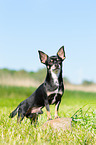 stehender Chihuahua