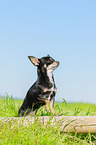 stehender Chihuahua
