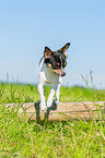 Chihuahua springt ber Baumstamm