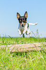 Chihuahua springt ber Baumstamm