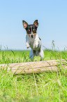Chihuahua springt ber Baumstamm