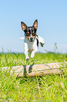 Chihuahua springt ber Baumstamm