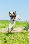 Chihuahua springt ber Baumstamm