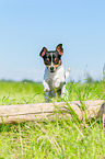 Chihuahua springt ber Baumstamm