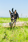 Chihuahua springt ber Baumstamm