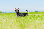 Chihuahua