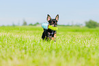 rennender Chihuahua
