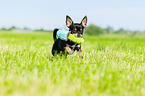 rennender Chihuahua
