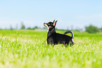 stehender Chihuahua