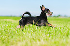 rennender Chihuahua