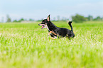rennender Chihuahua