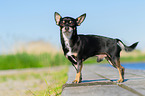 stehender Chihuahua