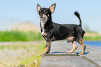 stehender Chihuahua