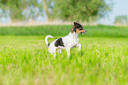 rennender Chihuahua
