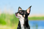 Chihuahua Portrait