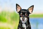 Chihuahua Portrait