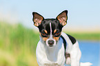 Chihuahua Portrait
