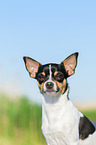 Chihuahua Portrait