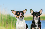 Chihuahuas