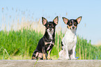 Chihuahuas