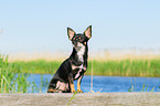 sitzender Chihuahua