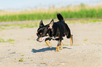 rennender Chihuahua