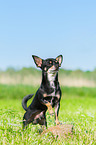 stehender Chihuahua