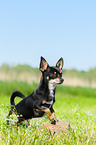 stehender Chihuahua