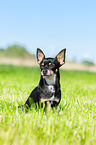 sitzender Chihuahua