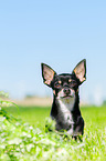 sitzender Chihuahua