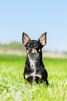 sitzender Chihuahua