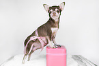 tragende Chihuahua Hndin