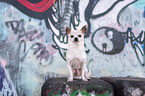 sitzender Chihuahua