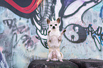 sitzender Chihuahua