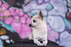 liegender Chihuahua