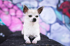 liegender Chihuahua