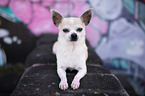 liegender Chihuahua